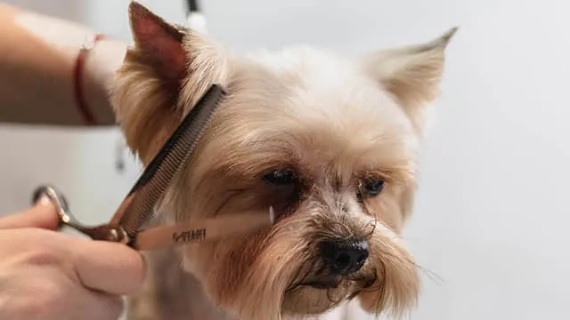 Pet Care